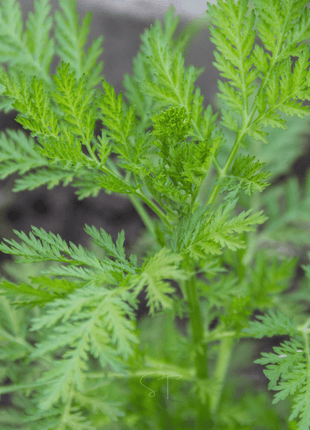 Sweet Annie – 50 Seeds