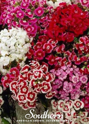 Sweet William (Dianthus) – 250 Seeds