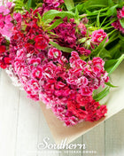 Sweet William (Dianthus) – 250 Seeds