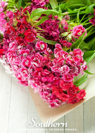 Sweet William (Dianthus) – 250 Seeds