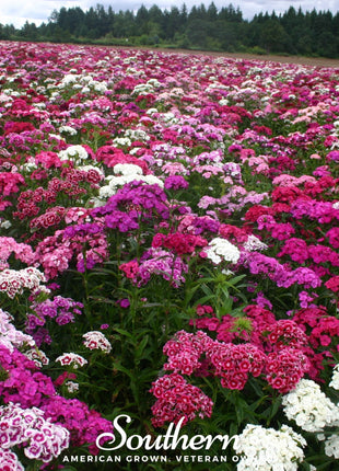 Sweet William (Dianthus) – 250 Seeds