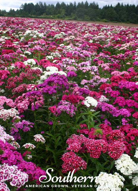 Sweet William (Dianthus) – 250 Seeds