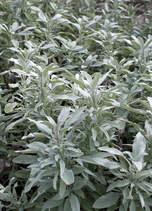 White Sage – 50 Seeds