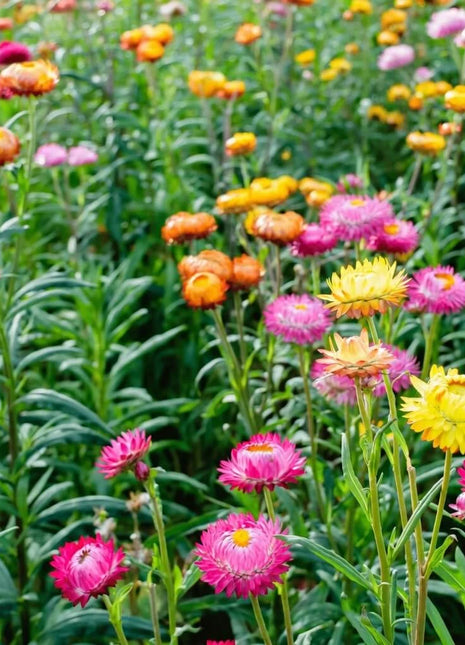 Strawflower Mix – 200 Seeds
