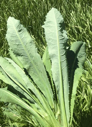 Wild Lettuce – 20 Seeds