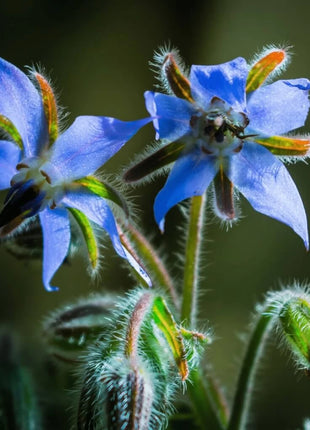 Blue Borage – 100 Seeds