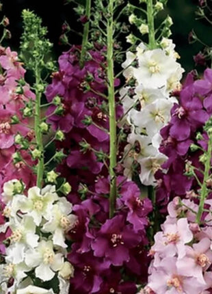 Verbascum Mullein Mix – 100 Seeds