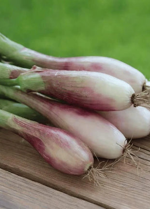 Zebrune Shallot – 25 Seeds