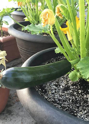 Black Beauty Summer Zucchini Squash – 25 Seeds