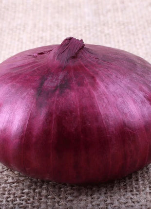 Cipollini Red Onion – 100 Seeds