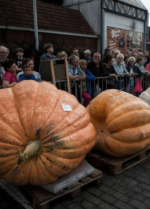 Dills Atlantic Giant Pumpkin – 5 Seeds