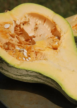 Cushaw Green Striped Pumpkin – 25 Seeds