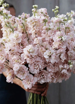 Column Stock Appleblossom - 50 Seeds