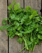Calypso Cilantro – 100 Seeds