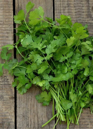 Calypso Cilantro – 100 Seeds