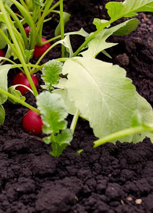 Crimson Giant Radish – 100 Seeds