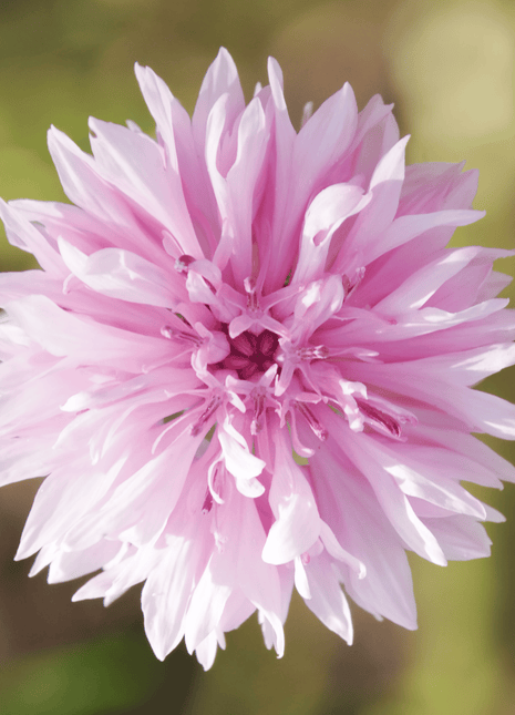 Tall Pink Cornflower - 100 Seeds