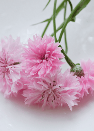 Tall Pink Cornflower - 100 Seeds