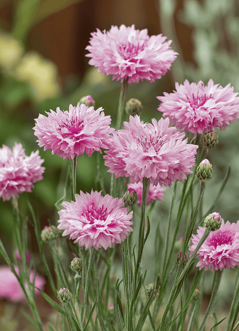 Tall Pink Cornflower - 100 Seeds