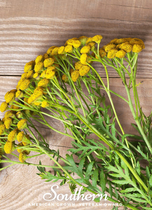 Tansy – 100 Seeds