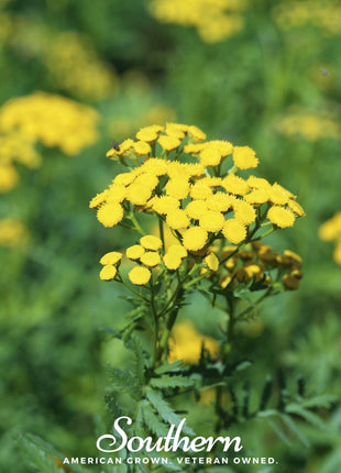 Tansy – 100 Seeds