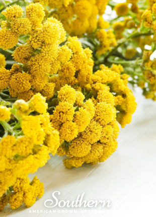 Tansy – 100 Seeds