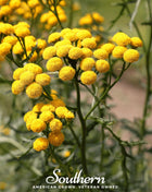 Tansy – 100 Seeds