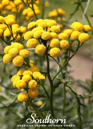 Tansy – 100 Seeds