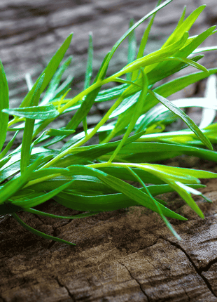 Tarragon – 300 Seeds