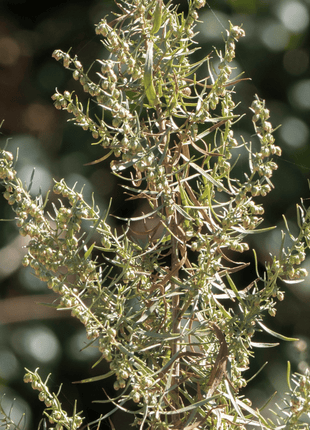 Tarragon – 300 Seeds