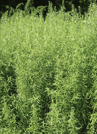 Tarragon – 300 Seeds