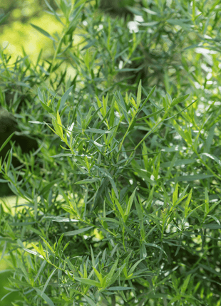 Tarragon – 300 Seeds