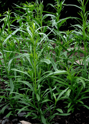 Tarragon – 300 Seeds