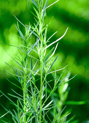 Tarragon – 300 Seeds