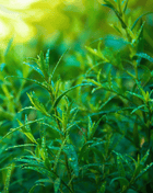 Tarragon – 300 Seeds