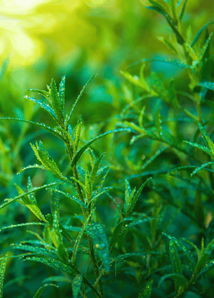 Tarragon – 300 Seeds
