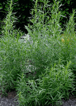 Tarragon – 300 Seeds