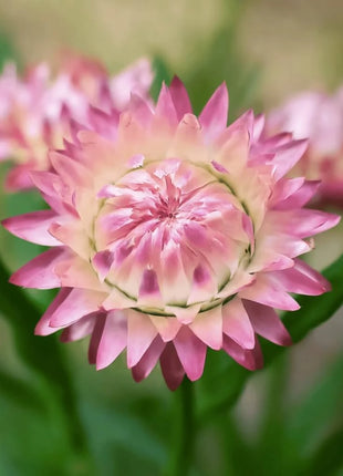 Silver Rose Strawflower – 25 Seeds