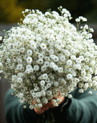 The Pearl Yarrow – 100 Seeds