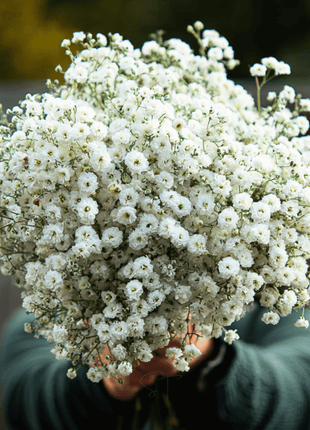 The Pearl Yarrow – 100 Seeds