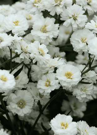 The Pearl Yarrow – 100 Seeds