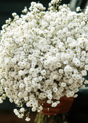 The Pearl Yarrow – 100 Seeds