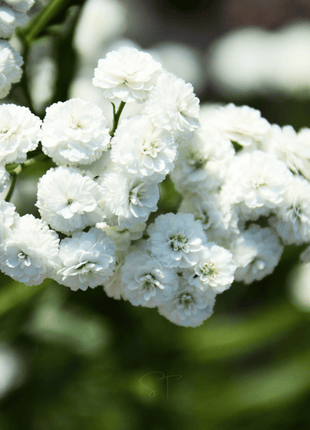 The Pearl Yarrow – 100 Seeds