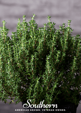 Common Thyme – 250 Seeds