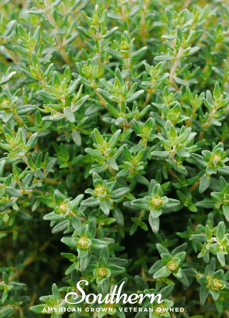 Common Thyme – 250 Seeds