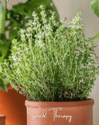 German Winter Thyme – 200 Seeds