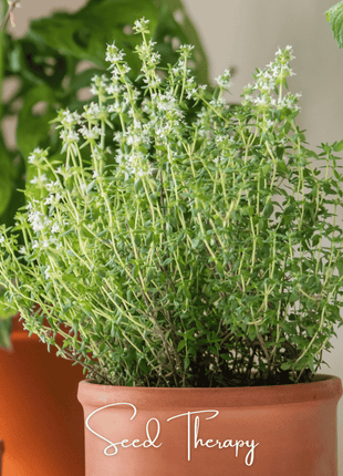 German Winter Thyme – 200 Seeds