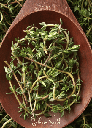 German Winter Thyme – 200 Seeds