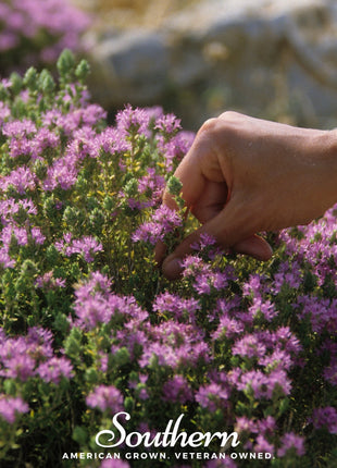 Wild Thyme – 250 Seeds