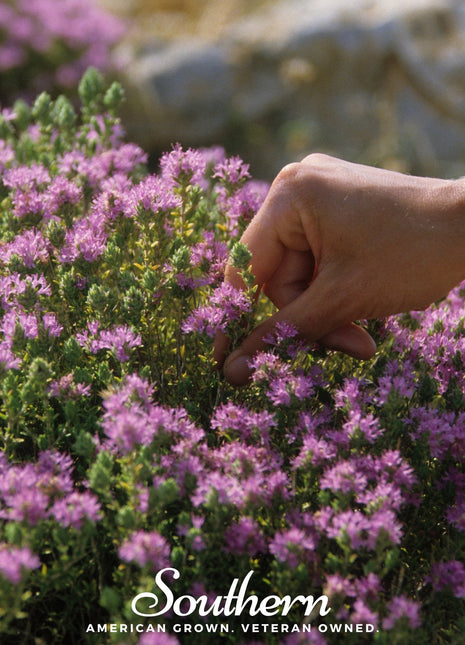 Wild Thyme – 250 Seeds
